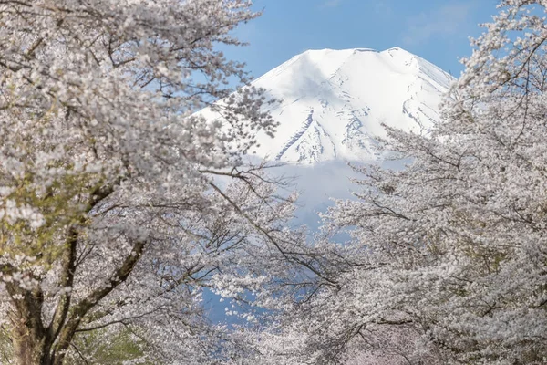 Sakura Träd Och Berget Fuji Oshino Hakkai Vårsäsongen — Stockfoto