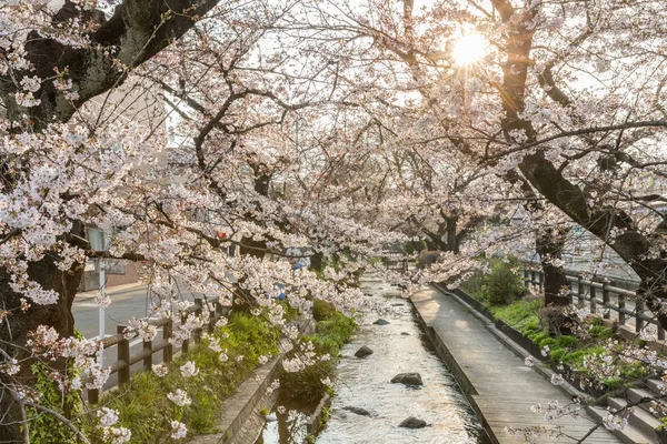 Japán Sakura Cherry Blossom Kis Csatorna Tavasszal — Stock Fotó