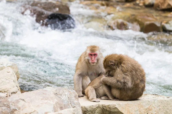 谷猴公园 猴子沐浴在自然温泉在长野 — 图库照片