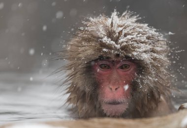 Jigokudani maymun Park, doğal bir kaplıca Nagano, Japonya, içinde banyo maymun