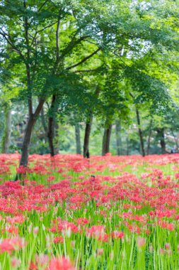 Yakından - sonbaharın kırmızı örümcek zambak