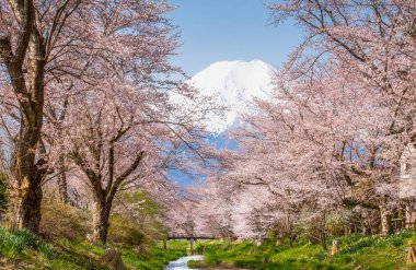 Sakura Cherry blossom ağaçlar ve Mount Fuji bahar sezonu