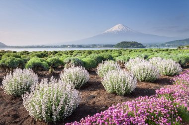 Göl Kawaguchiko, Mt.Fuji ve çiçek alanı