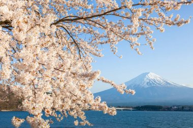 Sakura kiraz çiçeği ve Kawaguchiko Gölü, Mt. Fuji Japonya bahar sezonunda