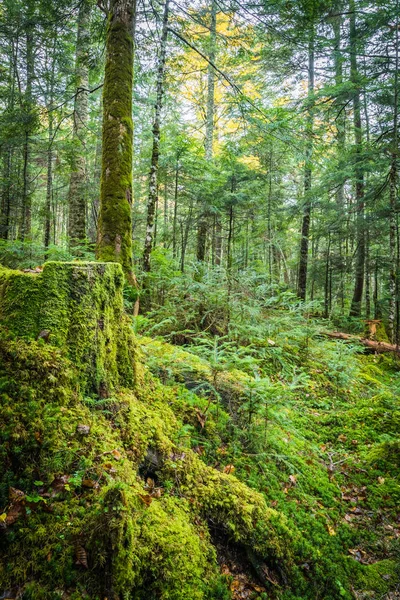 Yeşil yosun ve yeşil Shiragoma hiçbir Ike, Nagano orman