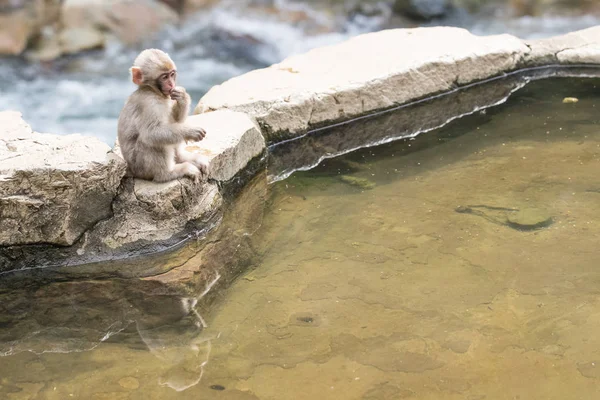 Jigokudani Monkey Park Macacos Tomando Banho Uma Fonte Termal Natural — Fotografia de Stock