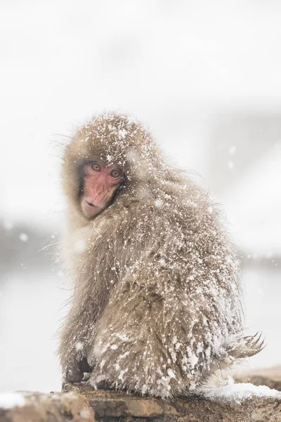 Jigokudani Monkey Park Des Singes Baignant Dans Une Source Eau — Photo