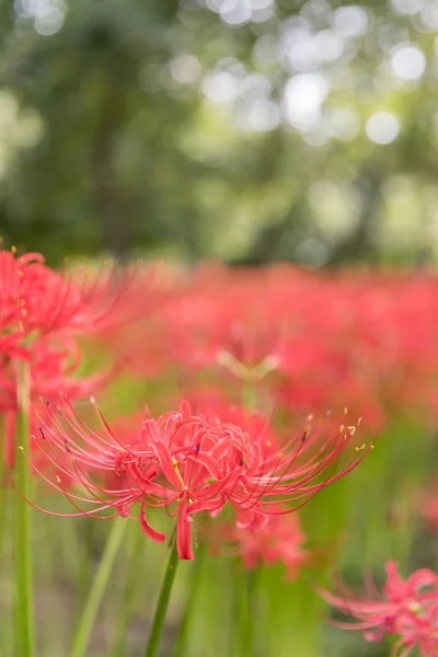 Close Red Spider Lily Autumn — Stock Photo, Image