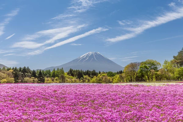 Mountain Fuji Pink Moss Field Spring Seaso — Stock Photo, Image