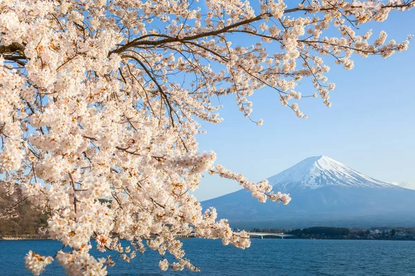 Sakura Flor Cereja Fuji Lago Kawaguchiko Japão Temporada Primavera — Fotografia de Stock