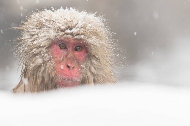 Jigokudani maymun Park, doğal bir kaplıca Nagano, Japonya, içinde banyo maymun