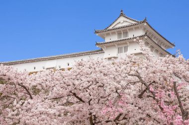 Japonya Himeji Kalesi, beyaz Heron Kalesi güzel sakura kiraz çiçeği sezonu