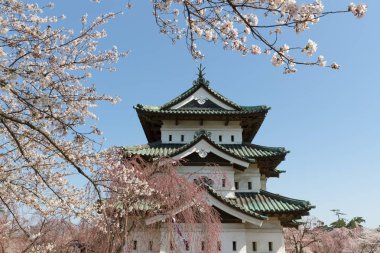 Hirosaki Kalesi ve Sakura kiraz çiçeği ağaç bahar. Hirosaki kale kule o kadar büyük değil ama Edo dönemi yeniden Tohoku alanında tek bir kale kule.