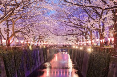 Tokyo sakura kiraz çiçeği Nakameguro, Tokyo, ışık ile