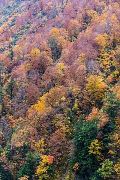Detail Podzimní Strom Horu — Stock fotografie