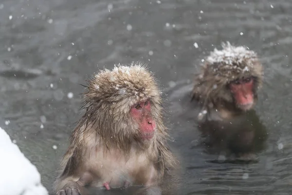 Jigokudani Monkey Park Scimmie Che Fanno Bagno Una Sorgente Termale — Foto Stock