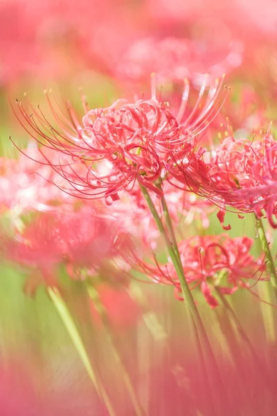 Close Red Spider Lily Autumn — Stock Photo, Image