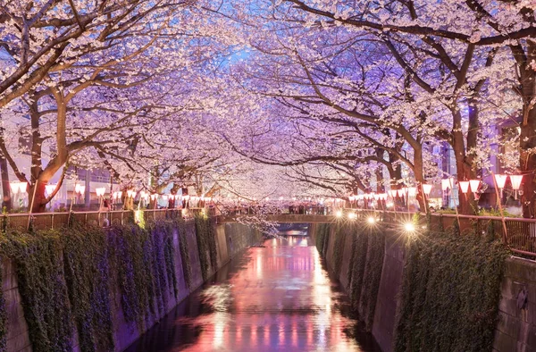 Tokyo Sakura Kiraz Çiçeği Nakameguro Tokyo Işık Ile — Stok fotoğraf