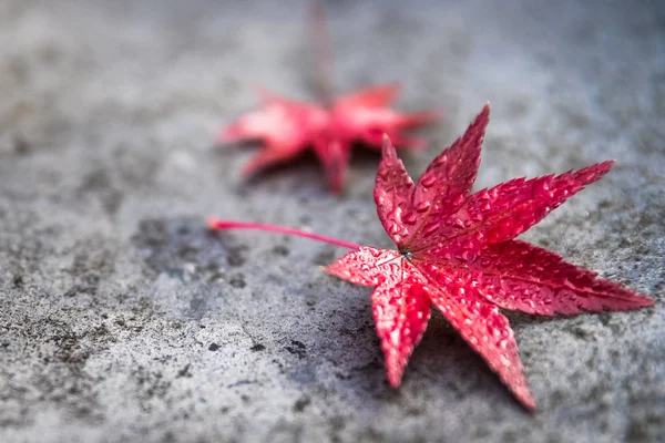 Foglia Acero Rosso Caduto Sul Tetto Del Tempio — Foto Stock