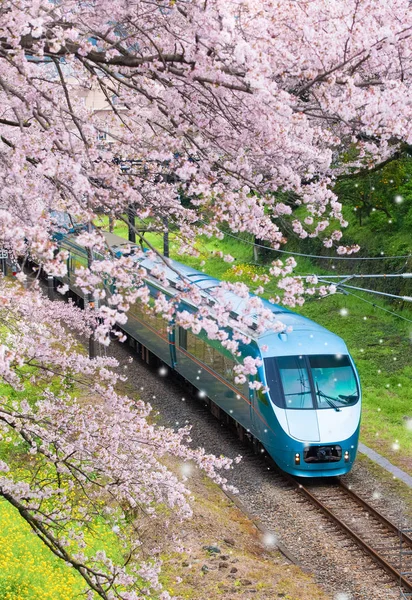Kereta Jepang Musim Bunga Sakura Cherry Kota Yamakita Prefektur Kanagawa — Stok Foto
