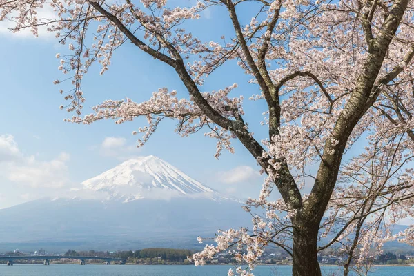 Sakura Cherry Blossom Fuji Kawaguchiko Jezera Japonsko Jarní Sezóně — Stock fotografie