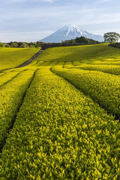 Tea Farm Monte Fuji Primavera Nella Prefettura Shizuoka — Foto Stock