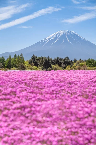 Montanha Fuji Campo Musgo Rosa Primavera Seaso — Fotografia de Stock