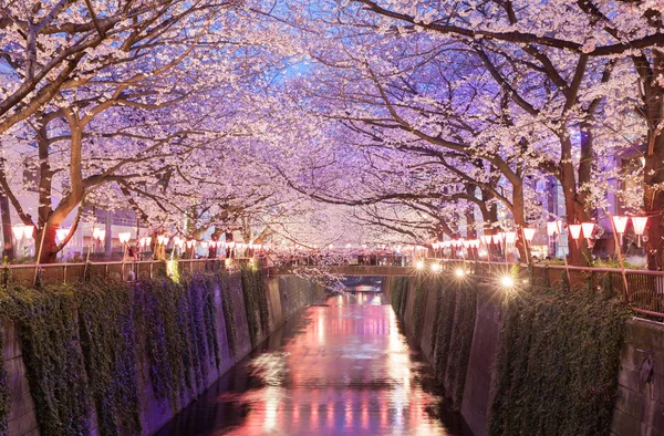 Tokyo Sakura Cherry Blossom Met Licht Omhoog Nakameguro Tokyo Stockafbeelding