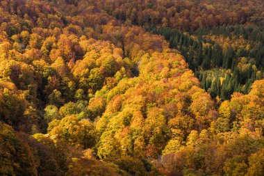 -Sonbahar ağacı Mountain kapat