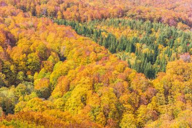 -Sonbahar ağacı Mountain kapat