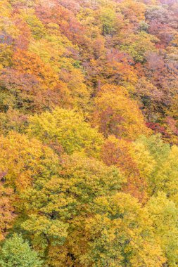 -Sonbahar ağacı Mountain kapat