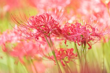 Yakından - sonbaharın kırmızı örümcek zambak