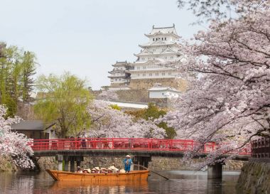 Japonya Himeji Kalesi, beyaz Heron Kalesi güzel sakura kiraz çiçeği sezonu