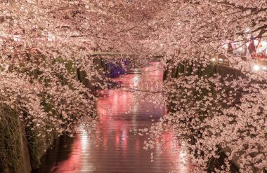 Tokyo sakura kiraz çiçeği Nakameguro, Tokyo, ışık ile