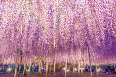150 yıl eski büyük Wisteria geceleri