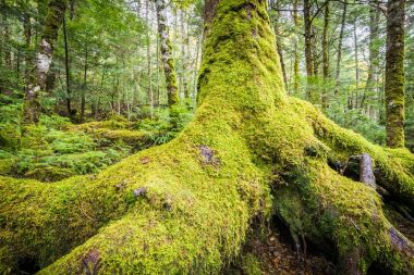 Yeşil yosun ve yeşil Shiragoma hiçbir Ike, Nagano orman