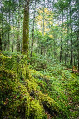 Yeşil yosun ve yeşil Shiragoma hiçbir Ike, Nagano orman