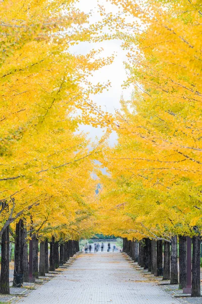 Radice Ginkgo Nella Stagione Autunnale Parco Sportivo Azuma Prefettura Fukushima — Foto Stock