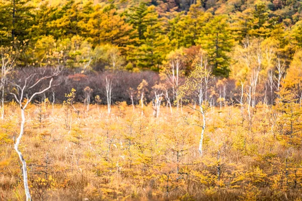 Žluté Prales Nikko Tochigi Prefektura Podzim — Stock fotografie