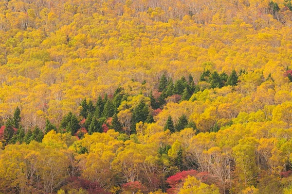 Detail Podzimní Strom Horu — Stock fotografie