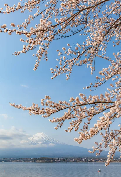 Sakura Cherry Ανθίσει Και Φούτζι Στην Λίμνη Kawaguchiko Ιαπωνία Άνοιξη — Φωτογραφία Αρχείου