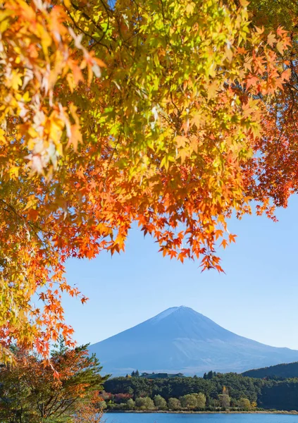 Podzimní Strom Hory Fuji Kawaguchiko Jezeru Podzimní Sezóně — Stock fotografie