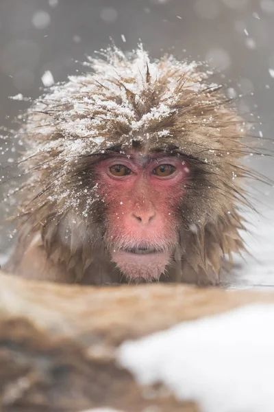 Jigokudani Monkey Park Macacos Tomando Banho Uma Fonte Termal Natural — Fotografia de Stock