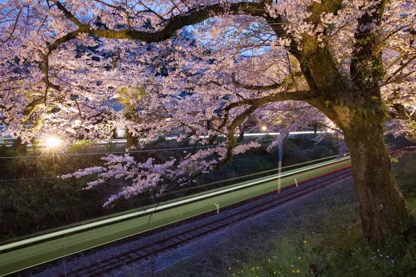 Sakura Cherry Blossom Drzewo Światła Pociągu Nocy — Zdjęcie stockowe
