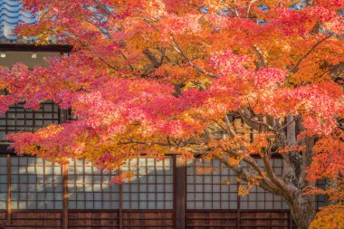 Ryuzu düşmek Nikko Milli Parkı sonbahar 