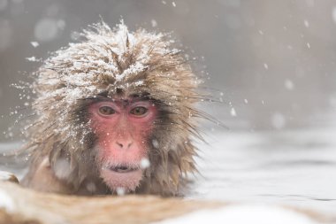 Nagano, doğal sıcak bahar banyo maymun yakın çekim 