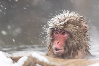 Nagano, doğal sıcak bahar banyo maymun yakın çekim 