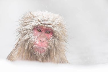 Barda Nagano portresi kapatın 