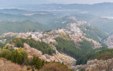 Yoshinoyama sakura kiraz çiçeği. Nara, Japonya'nın en ünlü kiraz çiçeği nokta ile ilgilenen Mount Yoshino