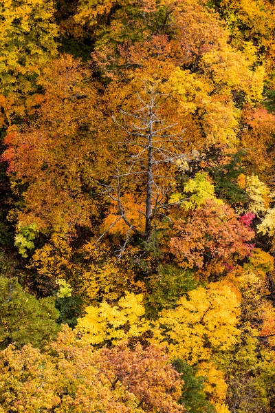 Ryuzu Pádu Nikko Národního Parku Podzim — Stock fotografie